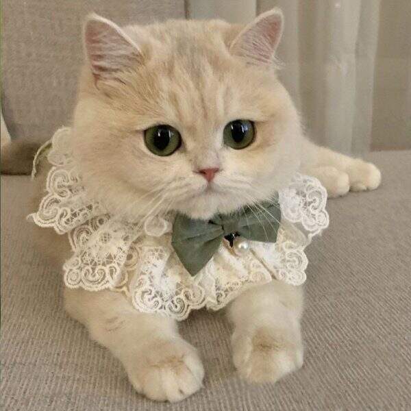 Cat clothes - Image 1